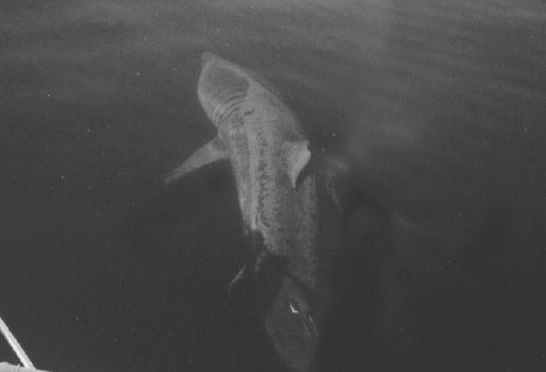 Basking Shark