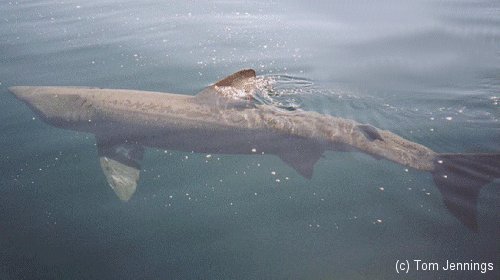 Basking Shark