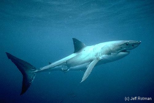Great white shark tests spring waters from NJ to the Carolinas