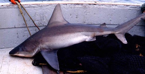 Sandbar (Brown) Shark