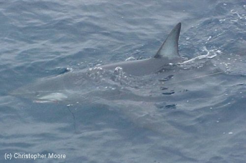 Mako Shark