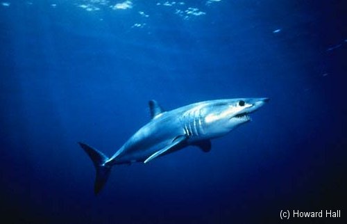 Mako Shark