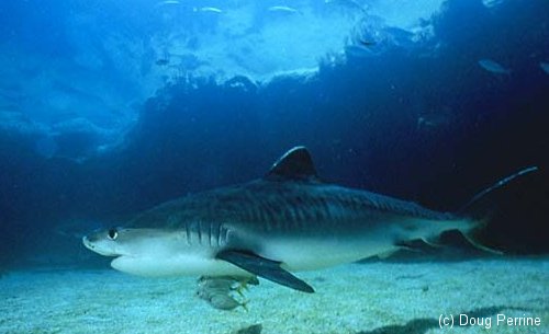 Tiger Shark