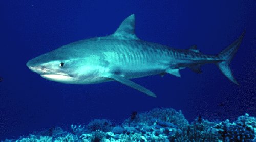 Tiger Shark