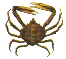 Spider Crab