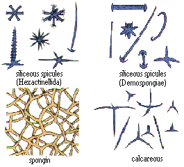 Boring Sponge