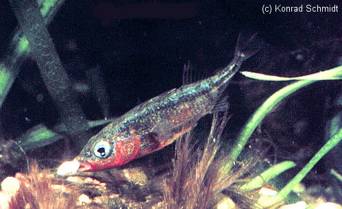 Sticklebacks