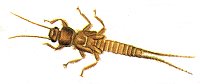 Stonefly Nymph