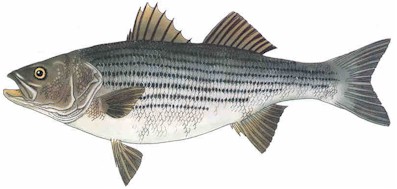 Striped Bass
