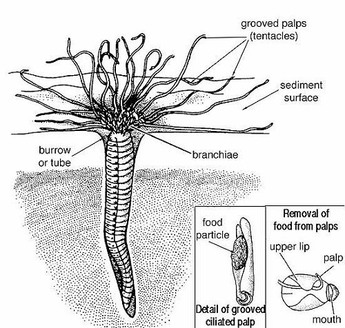 terebellid worm anatomy
