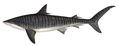 Tiger Shark