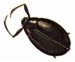 Whirligig Beetle