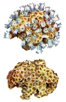 Northern Coral