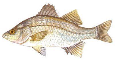 White Perch