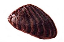 Zebra Mussel