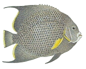 Gray Angelfish