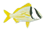 Porkfish