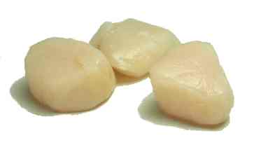 scallops