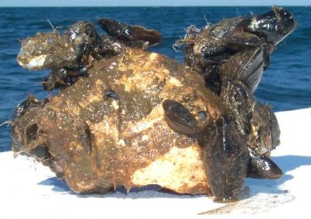 Marine life growth on whelk shell