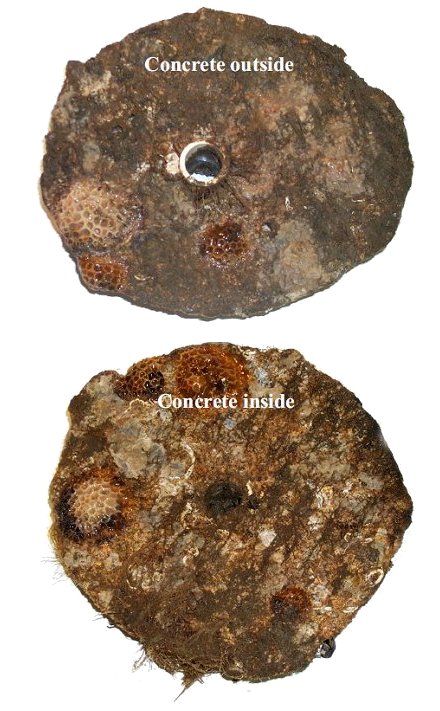 Marine life growth on concrete colonization plates located outside mesh (top) and inside mesh