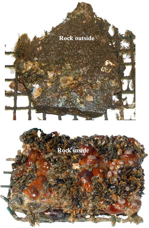 Marine life growth on rock colonization plates located outside mesh (top) and inside mesh