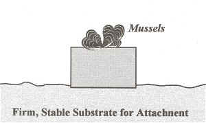 Reef Benefits - Firm, Stable Substrate