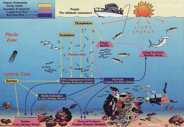 The basic components and pathways of energy transfer in a New Jersey reef food web
