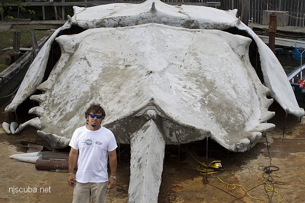 Horseshoe Crab barge reef