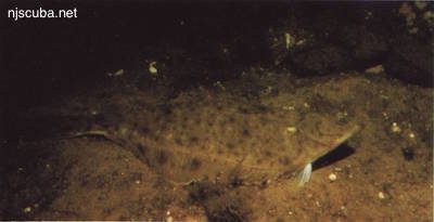 Shipwreck Northern Pacific