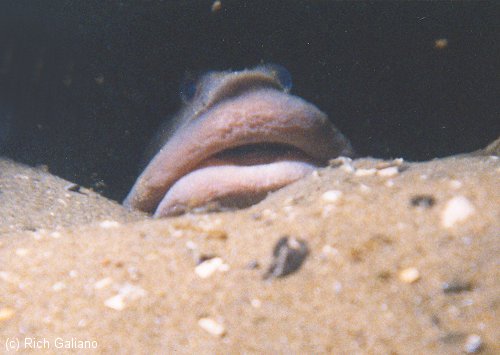 Ocean Pout