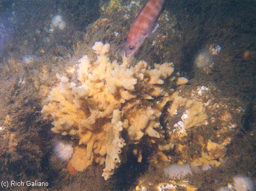 Shipwreck Bald Eagle sponge