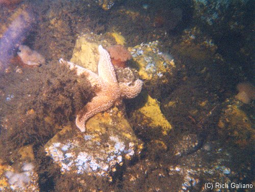 starfish