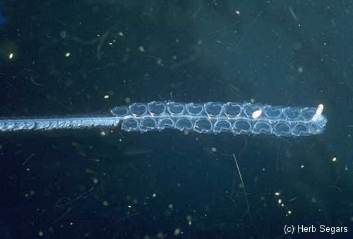 Chain Siphonophore