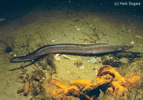 Conger Eel New Jersey Scuba Diving