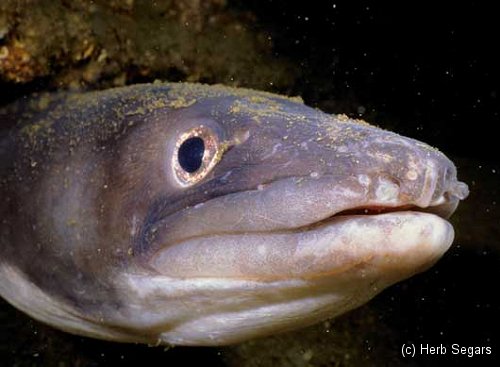 Conger Eel New Jersey Scuba Diving