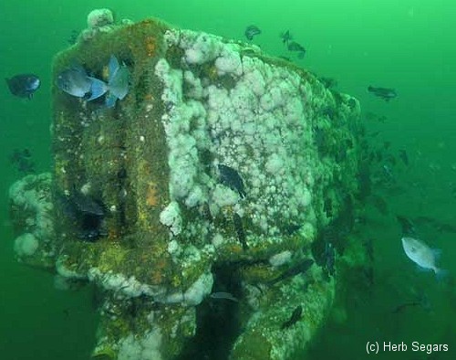 Shipwreck SS Delaware