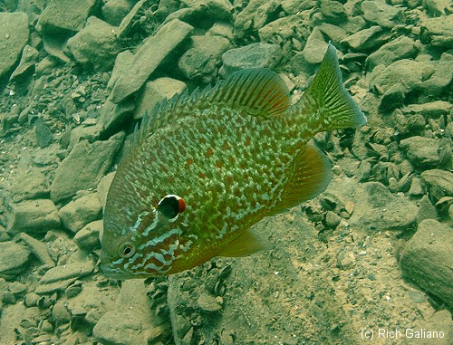 Dutch Springs Sunfish