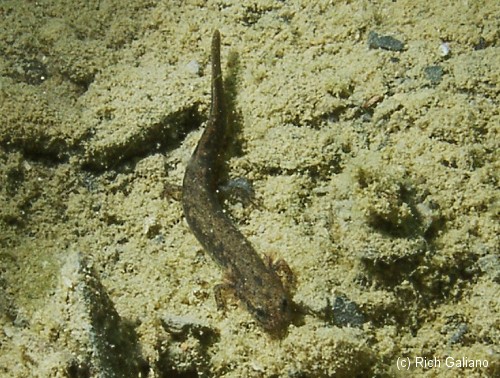 A tiny larval salamander
