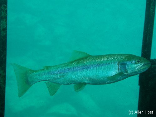 Dutch Springs Trout