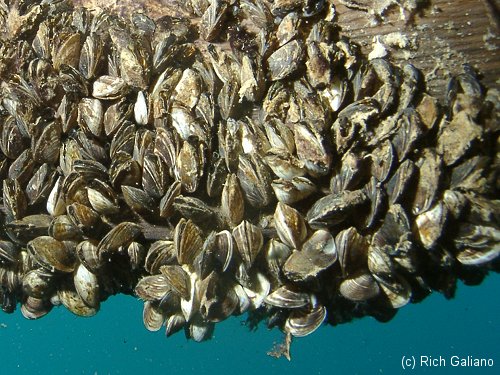 Dutch Springs Zebra Mussels