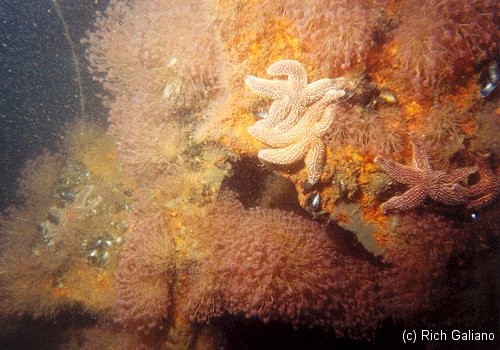 Hydroids and nudibranchs