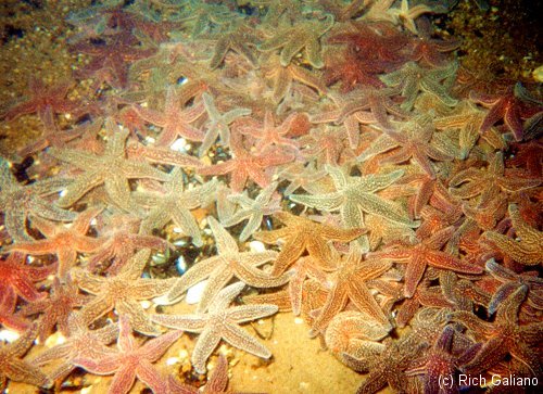 a lot of starfish