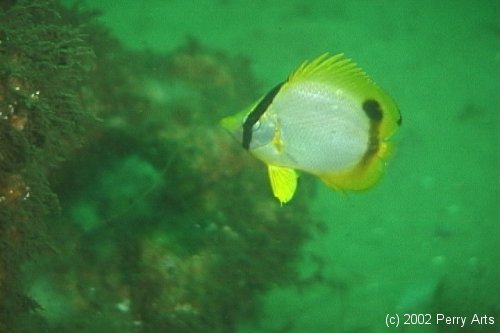 Butterflyfish