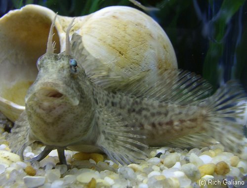 Feather Blenny