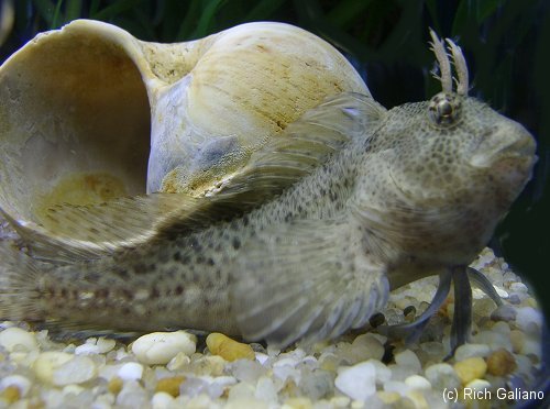 Feather Blenny