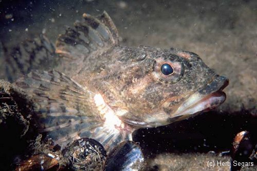 Sculpin