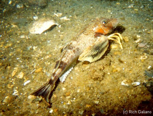 Northern Sea Robin