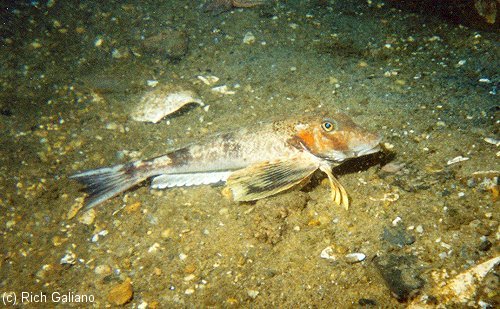 Northern Sea Robin