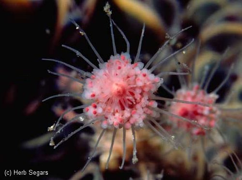 Hydroids