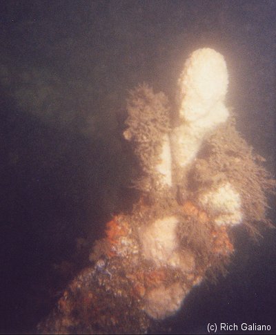 Shipwreck Iberia crate coral